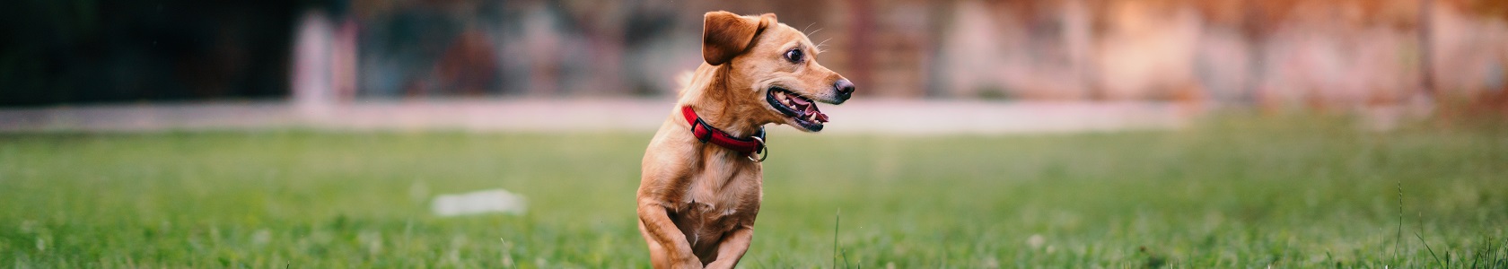 Brown dog running on the grass